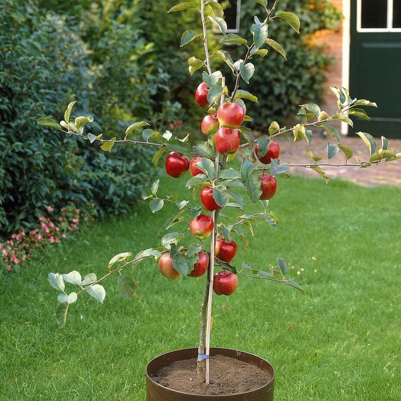 Patio Apple Tree | Malus ‘Appletini’