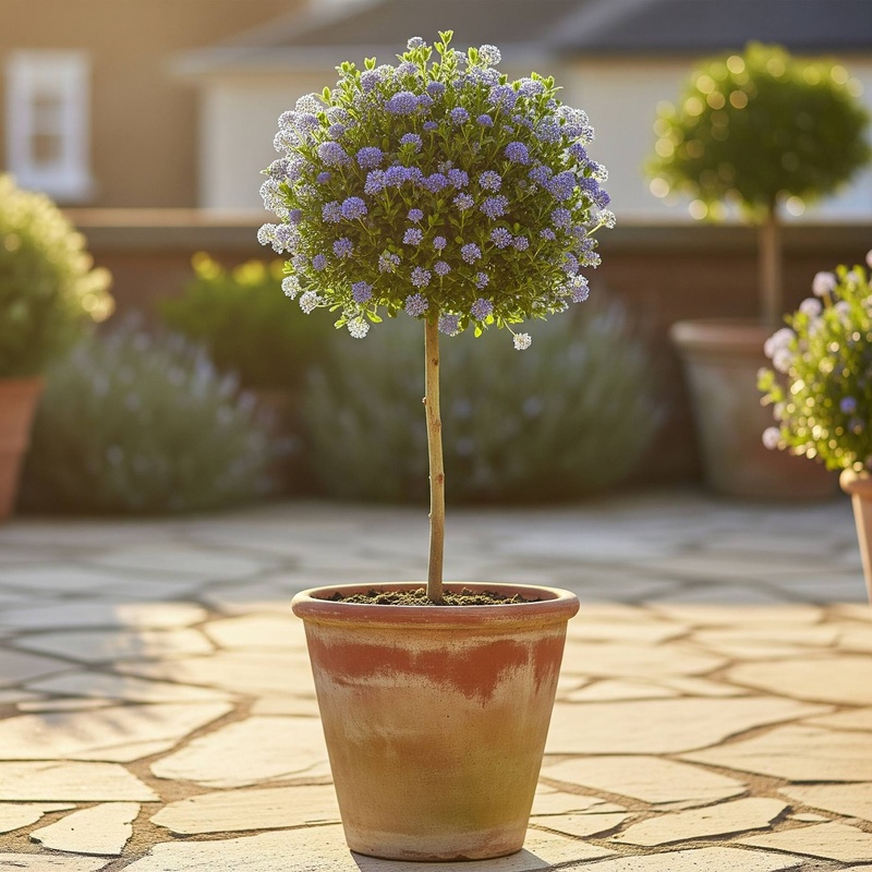Patio Ceanothus Tree | Ceanothus thrysiflorus ‘Repens’