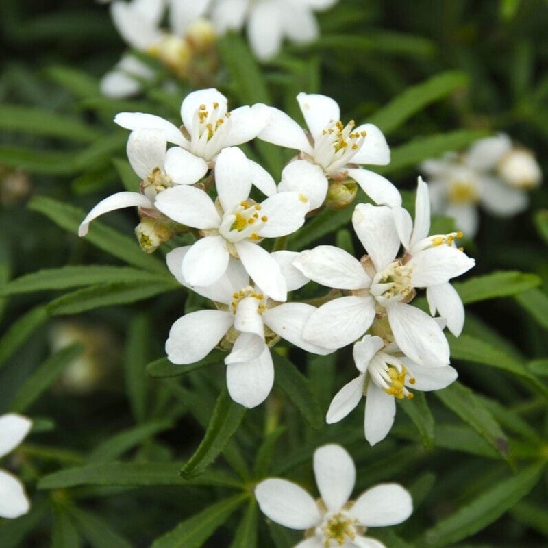 Patio Choisya Tree | Choisya ‘White Dazzler’