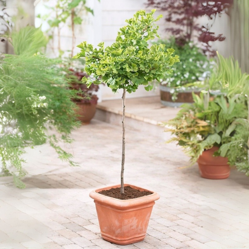 Patio Ginkgo Tree | Ginkgo biloba ‘Mariken’