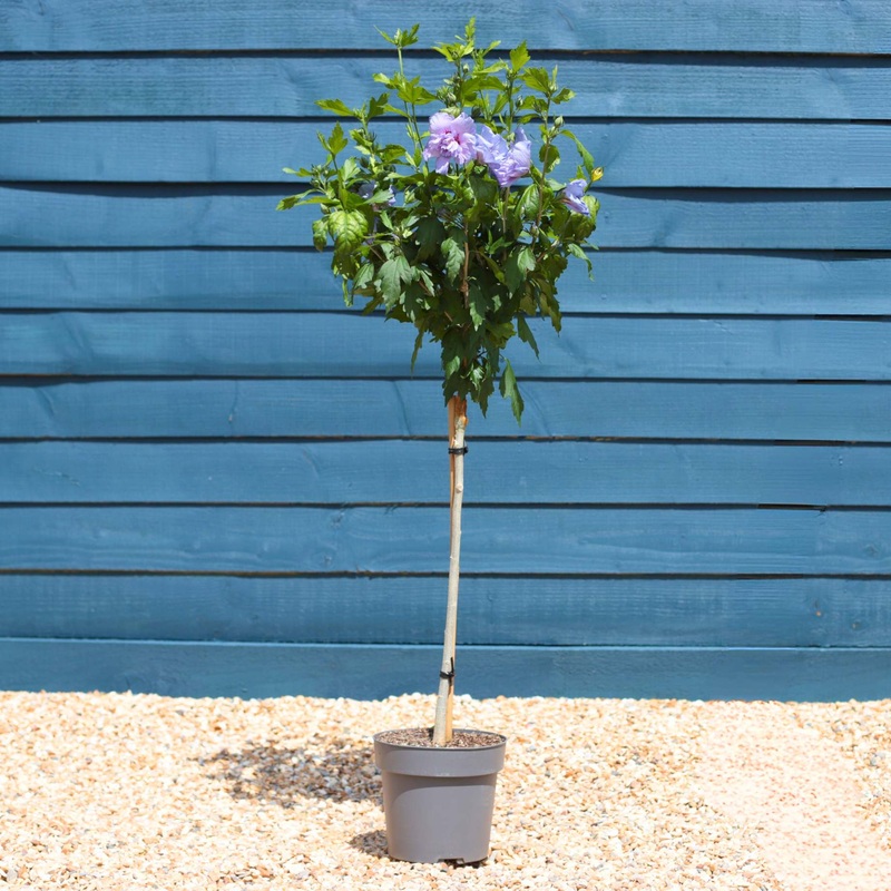Patio Hibiscus Tree | Hibiscus syriacus ‘Blue Chiffon’