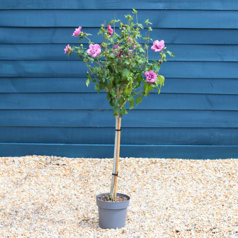 Patio Hibiscus Tree | Hibiscus syriacus ‘Magenta Chiffon’
