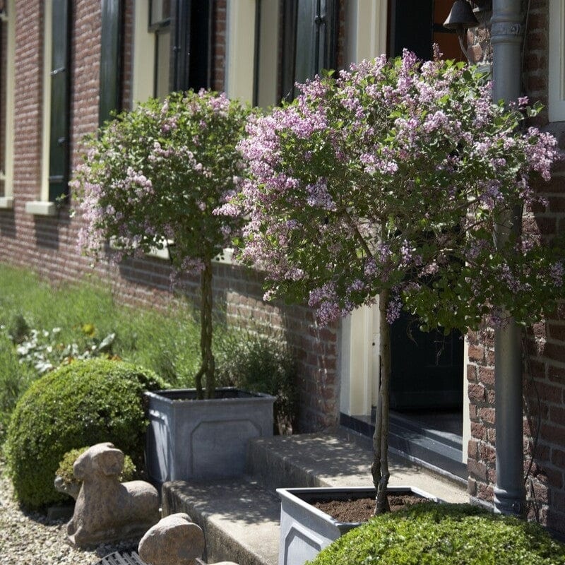 Patio Lilac Tree | Syringa ‘Flowerfesta Pink’