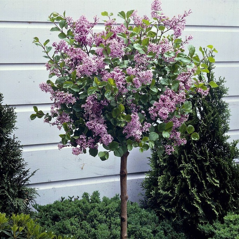 Patio Lilac Tree | Syringa meyeri ‘Palibin’