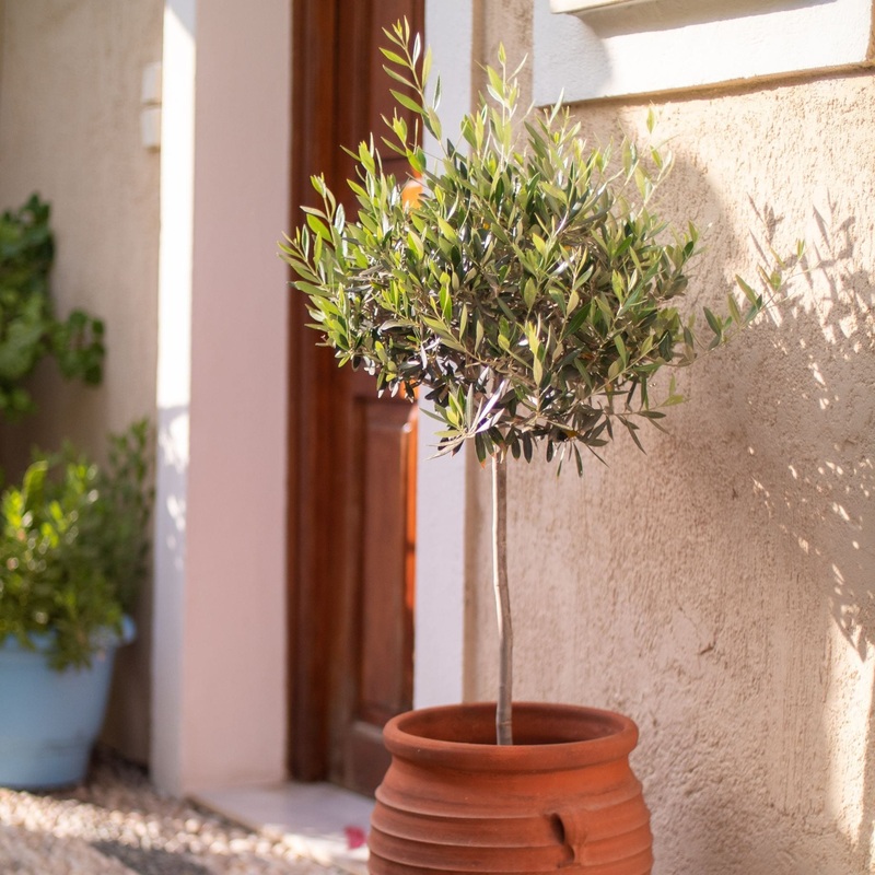 Patio Olive Tree | Olea europaea
