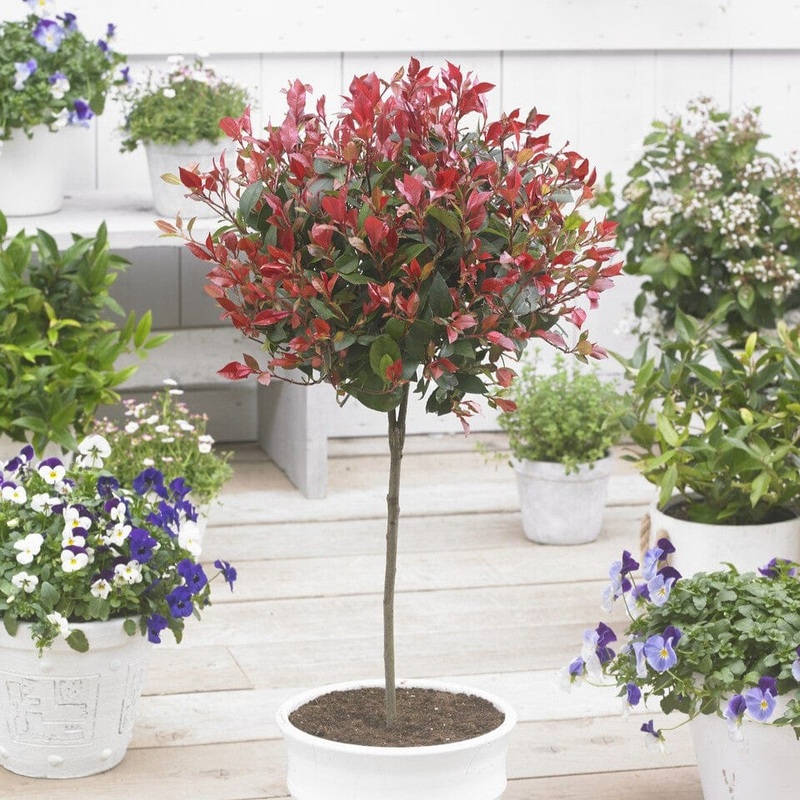Patio Photinia Tree | Photinia ‘Little Red Robin’