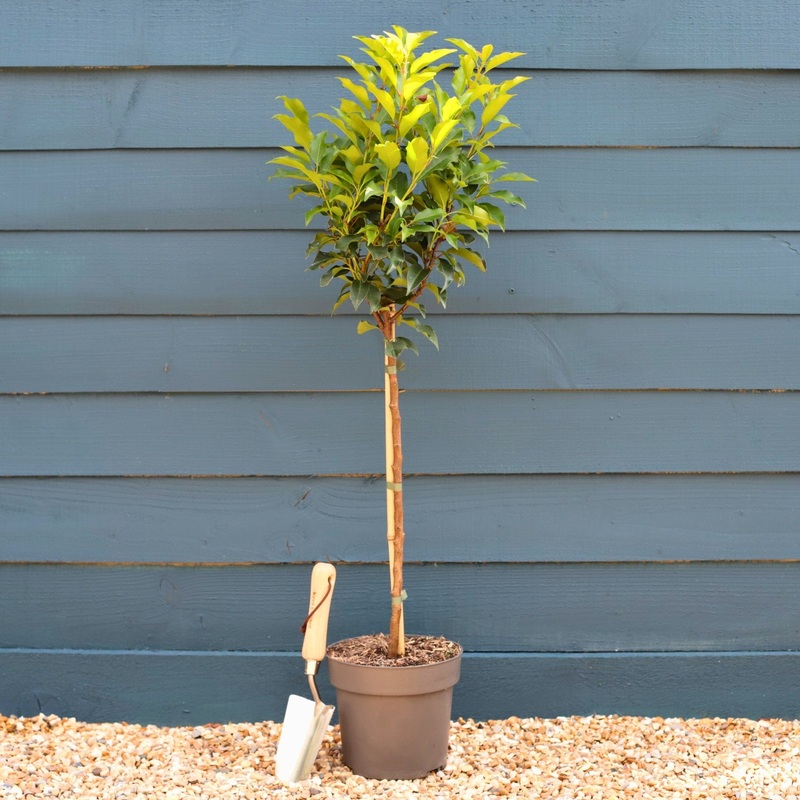 Patio Portuguese Laurel Tree | Prunus lusitanica ‘Brenelia’