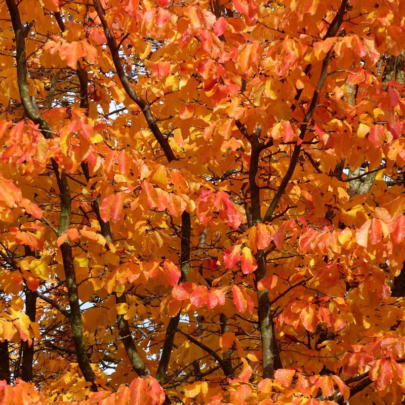 Persian Ironwood Tree | Parrotia persica ‘Vanessa’