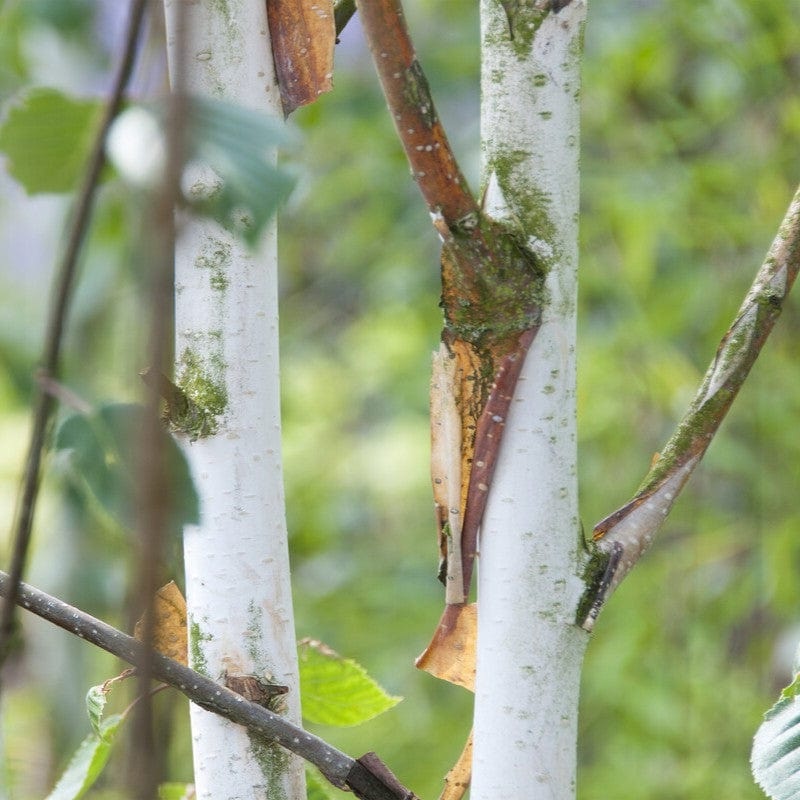 Snow Queen Himalayan Birch Tree | Betula utilis jacquemontii ‘Doorenbos’
