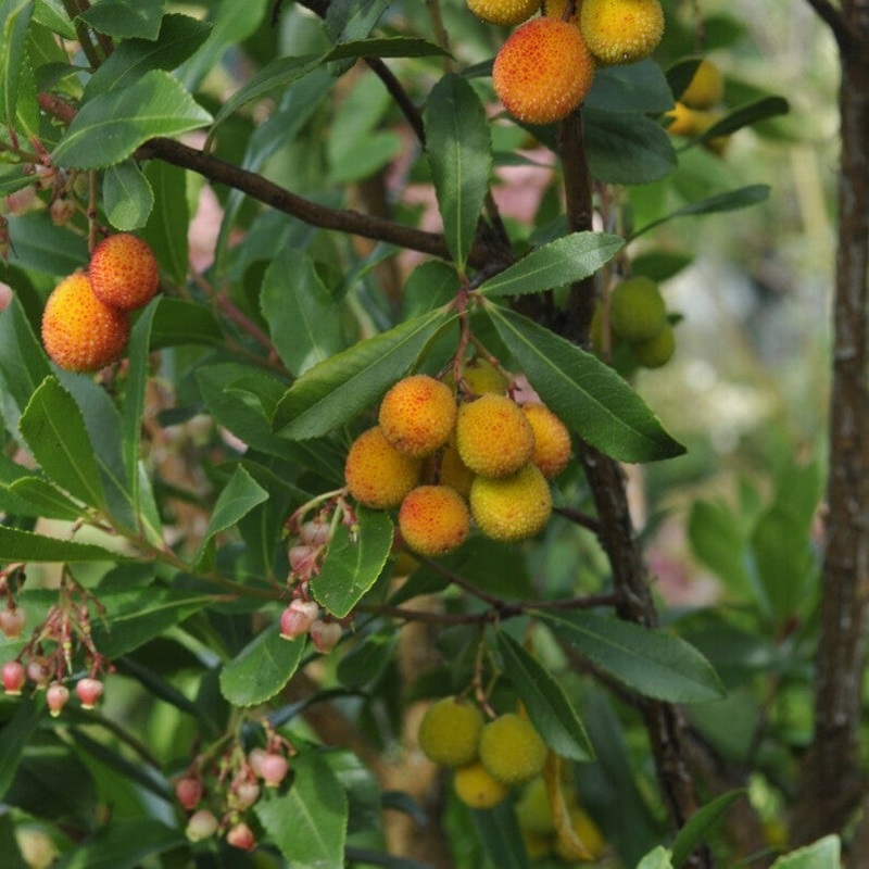 Strawberry Tree | Arbutus unedo ‘Rubra’