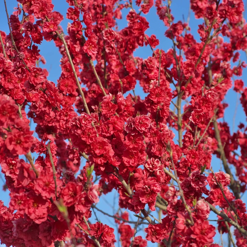 ‘Taoflora Red’ Peach Tree