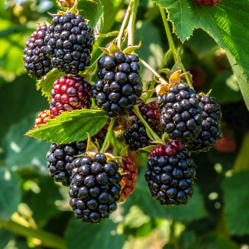 ‘Triple Crown’ Thornless Blackberry Plant