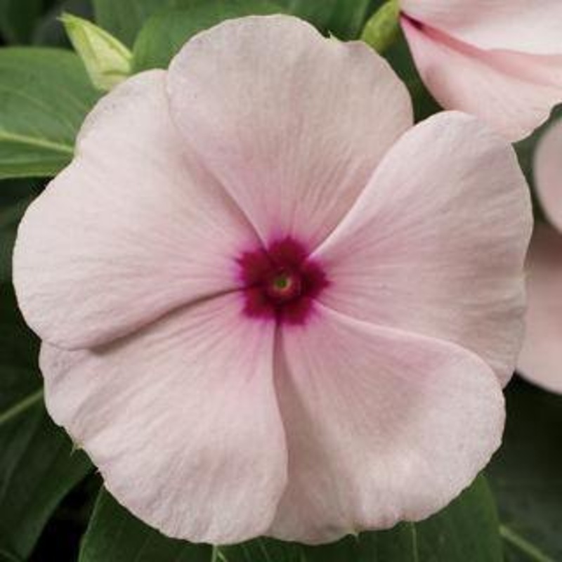 Vinca SunStorm Apricot Flower Seeds