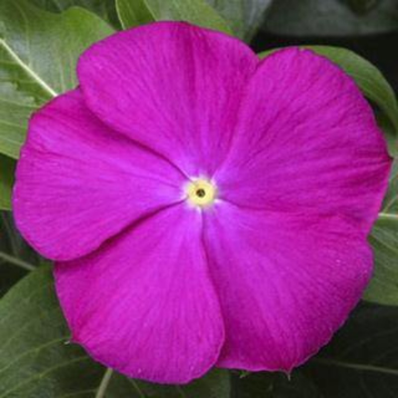 Vinca SunStorm Deep Orchid Flower Seeds