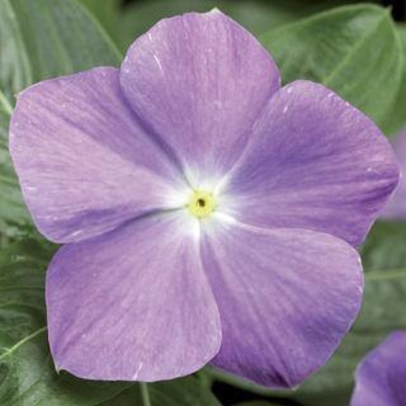 Vinca SunStorm Light Blue Flower Seeds