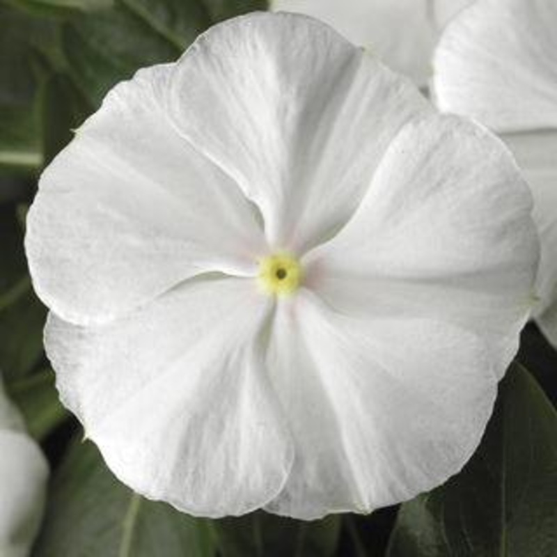 Vinca SunStorm Pure White Flower Seeds