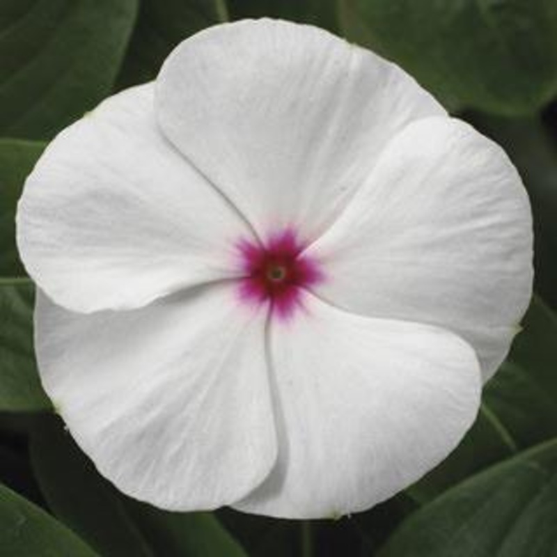 Vinca SunStorm White with Eye Flower Seeds