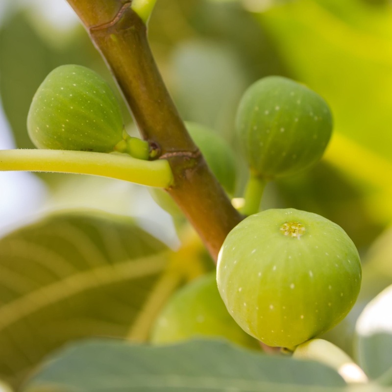 ‘White Marseilles’ Fig Tree