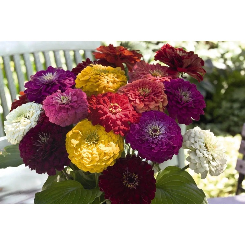 Zinnia Benary’s Giant Mix Flower Seeds