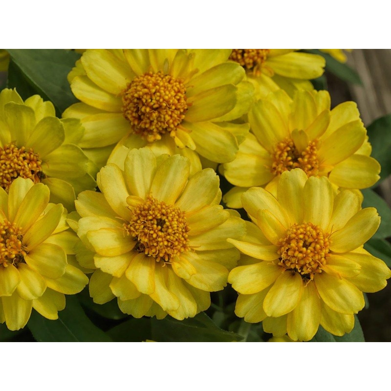 Zinnia Double Profusion Yellow Flower Seeds
