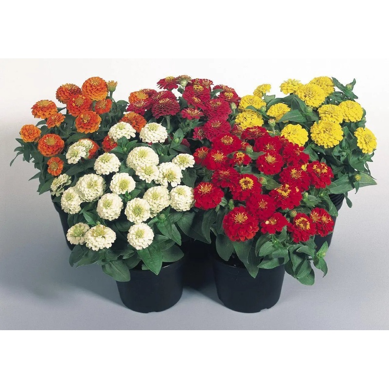 Zinnia Double Zinnita Mix Flower Seeds