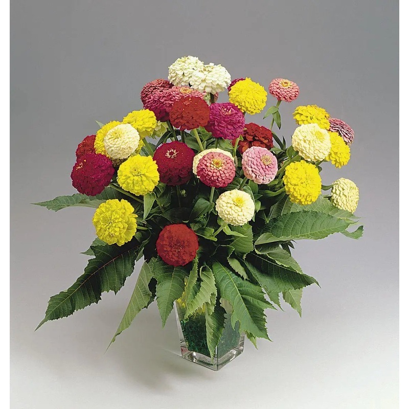 Zinnia Oklahoma Mix Flower Seeds