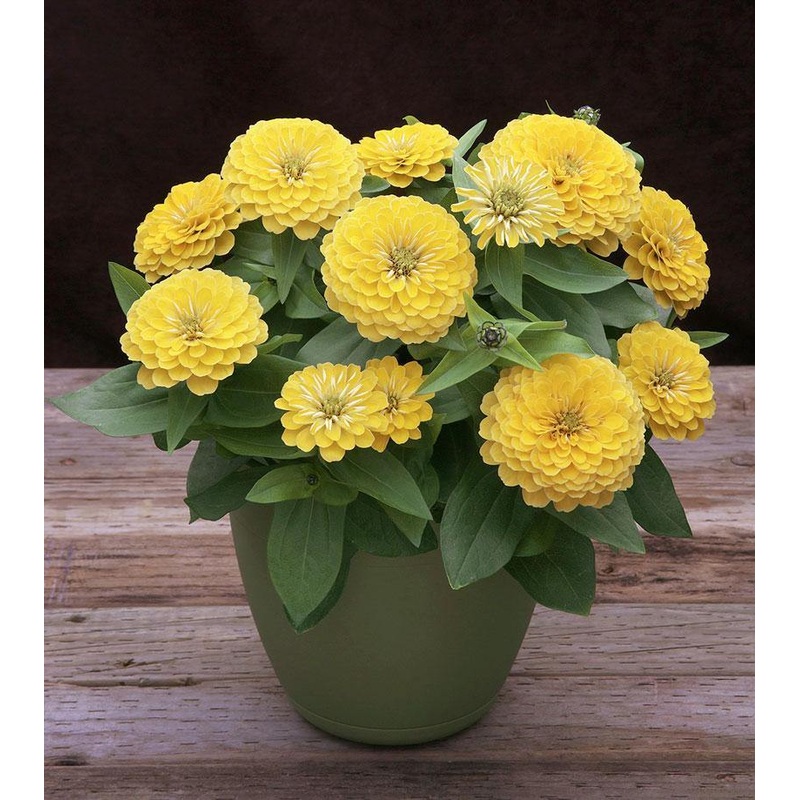 Zinnia Preciosa Light Yellow Flower Seeds