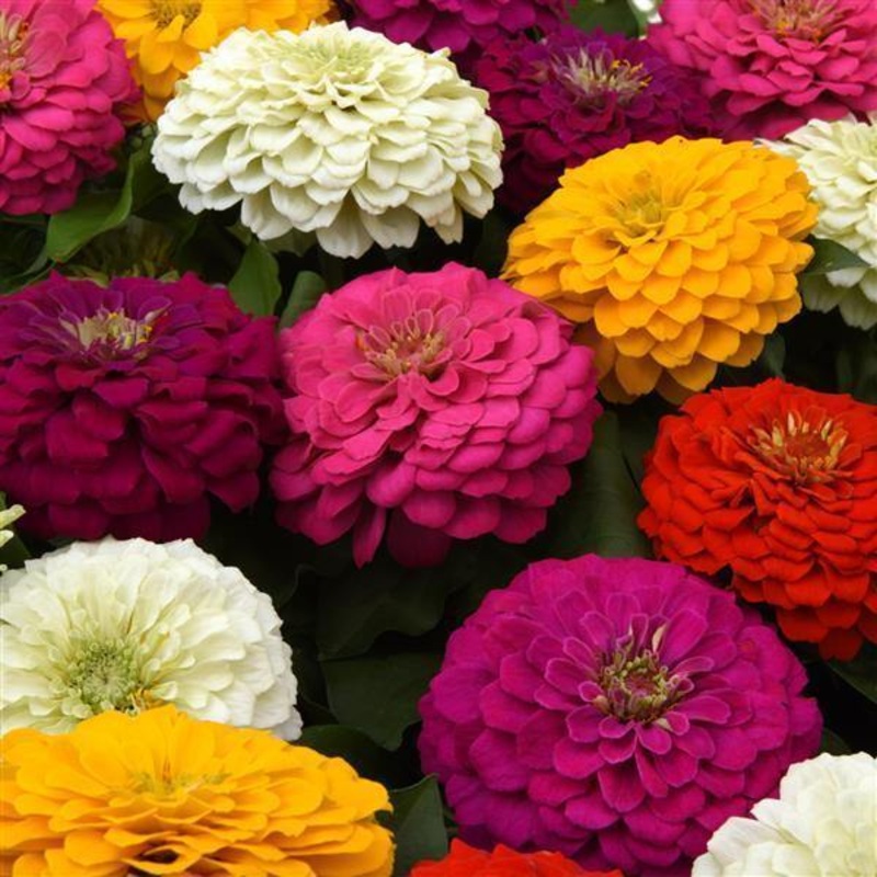 Zinnia Zesty Mix Flower Seeds