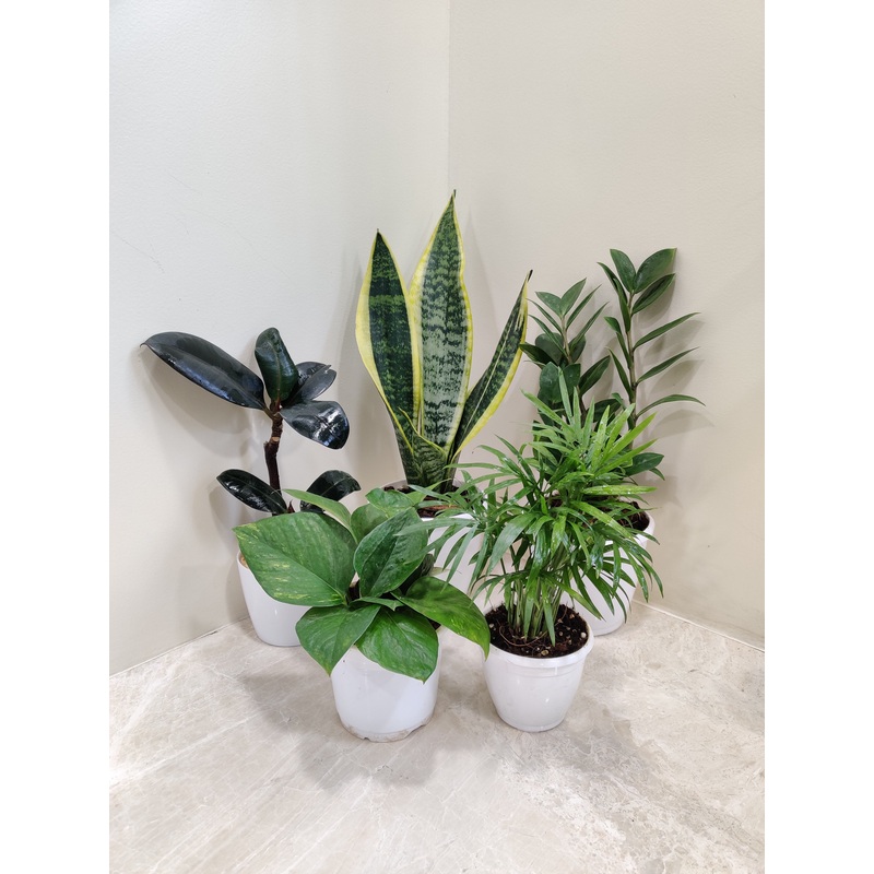 5 Best Indoor Plants Pack
