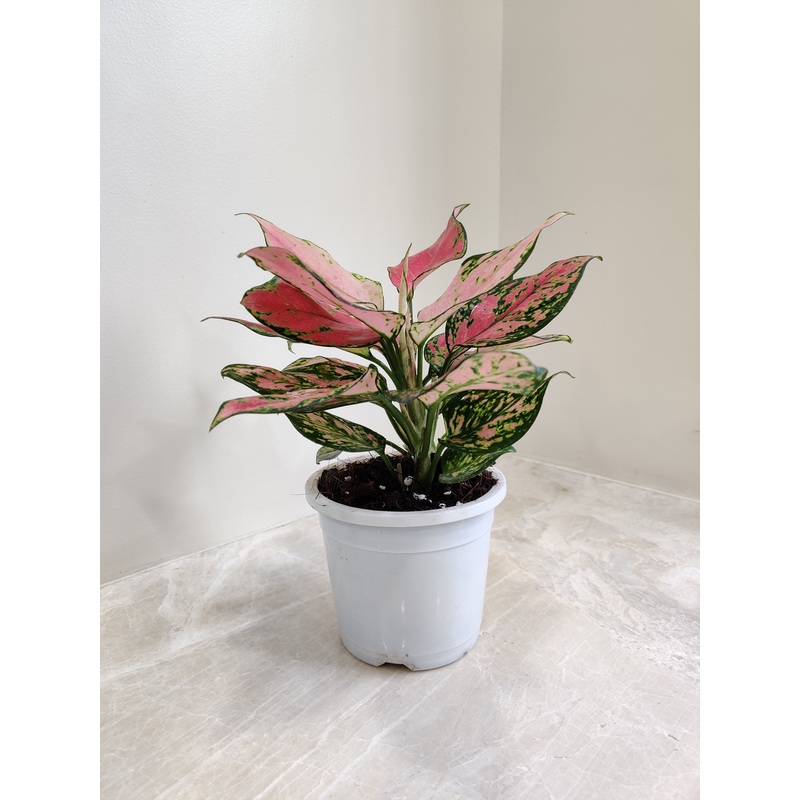 Aglaonema Angel Plant