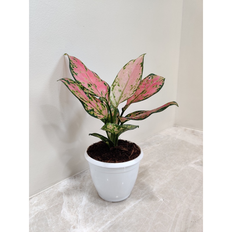Aglaonema Angel Small Plant