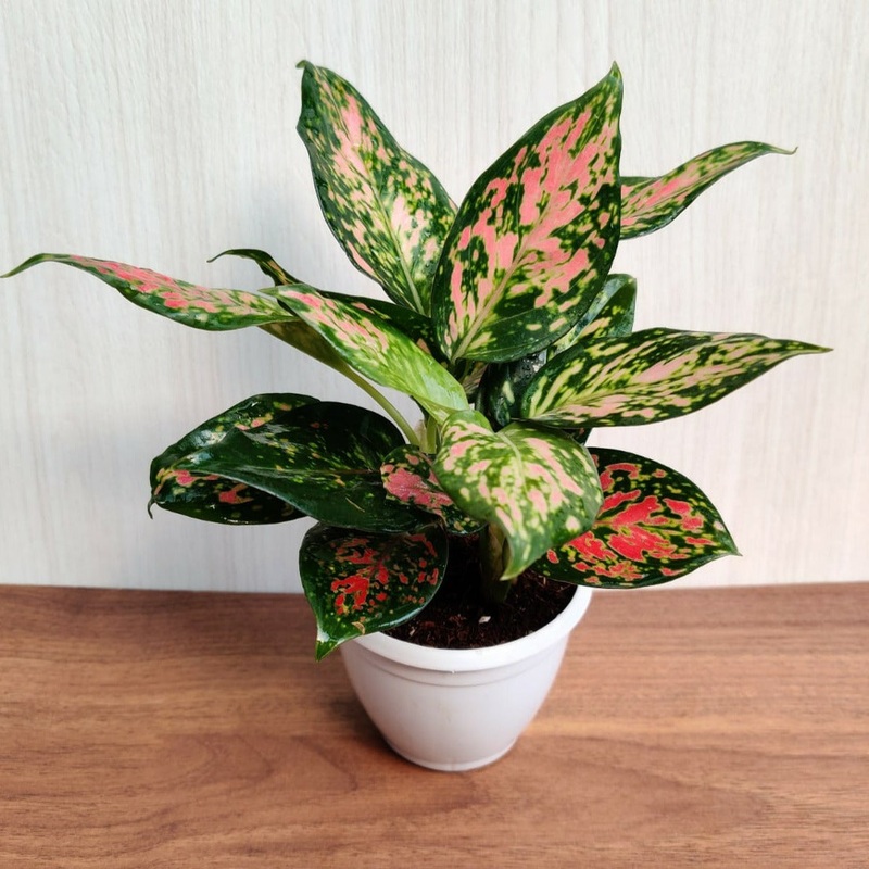 Aglaonema Anjuman Small Pink Plant