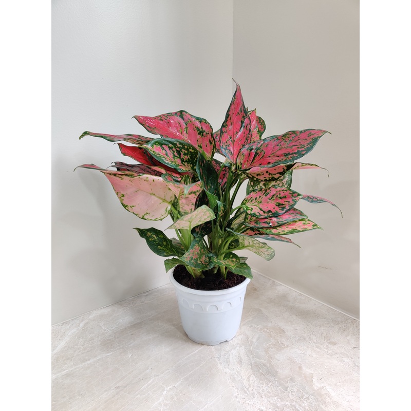 Aglaonema Beauty Big  Plant