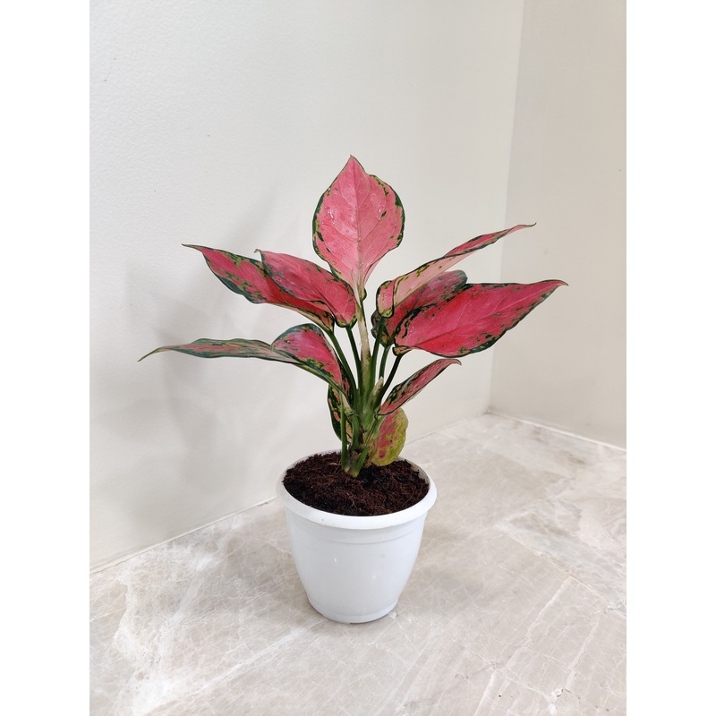 Aglaonema Beauty Small Plant
