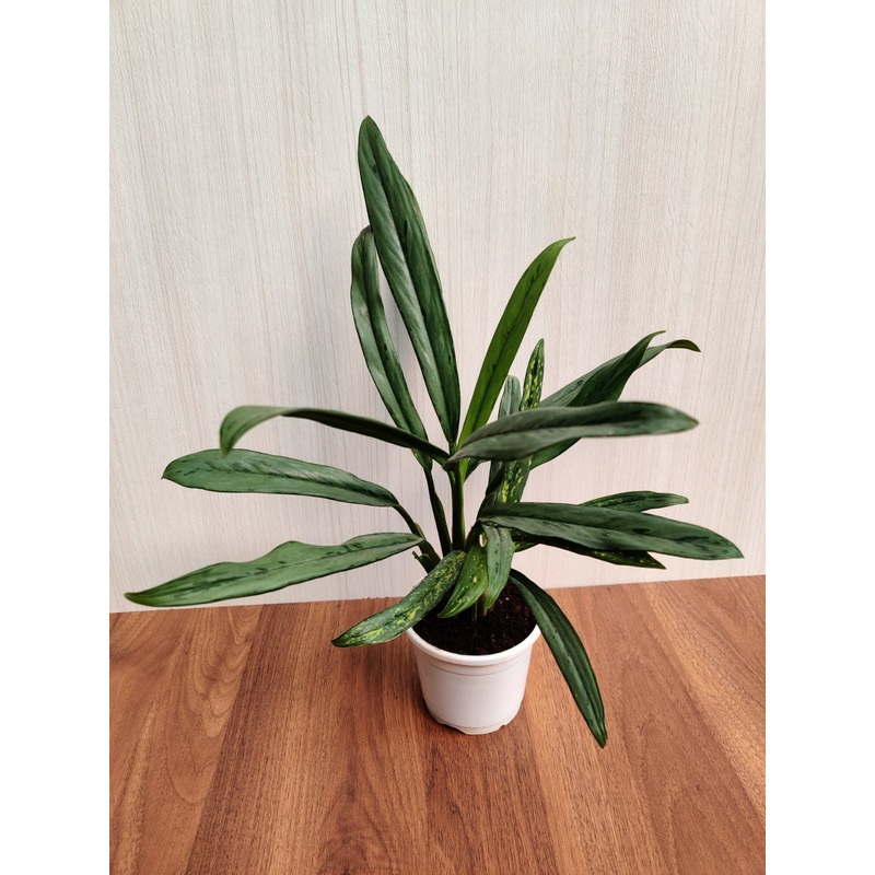 Aglaonema Cutlass Plant