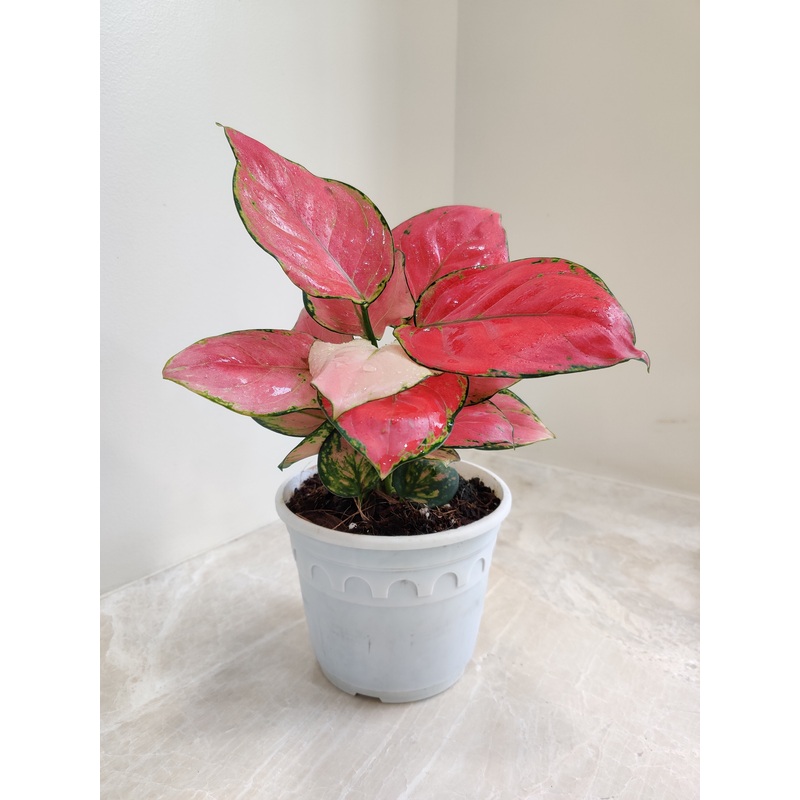 Aglaonema Diamond Red Big Plant