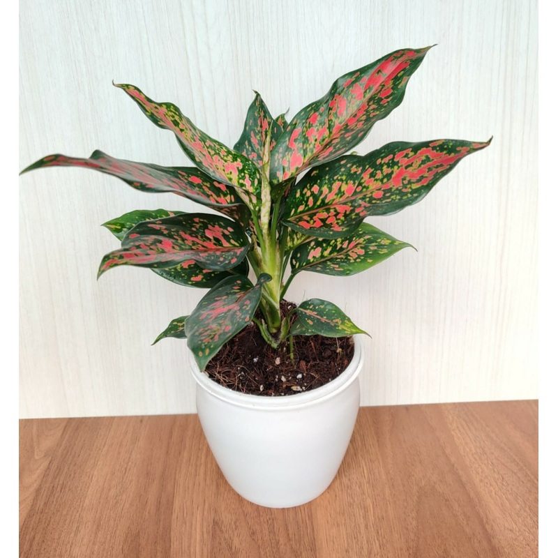 Aglaonema Elephant Red Plant
