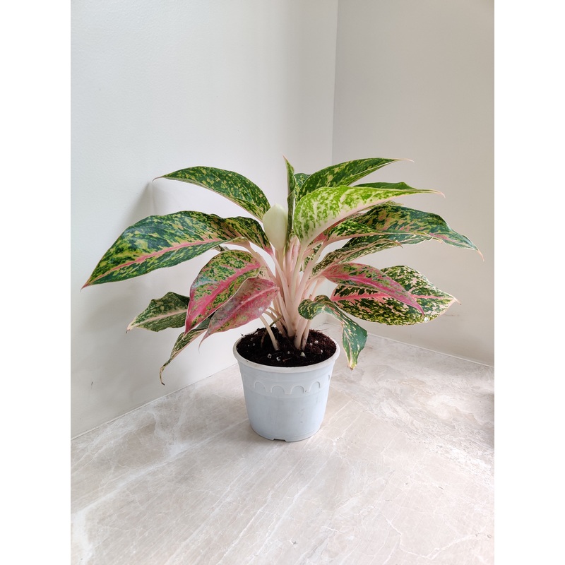 Aglaonema Firework  Big Plant