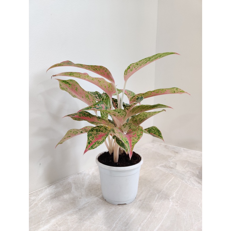 Aglaonema Firework Plant