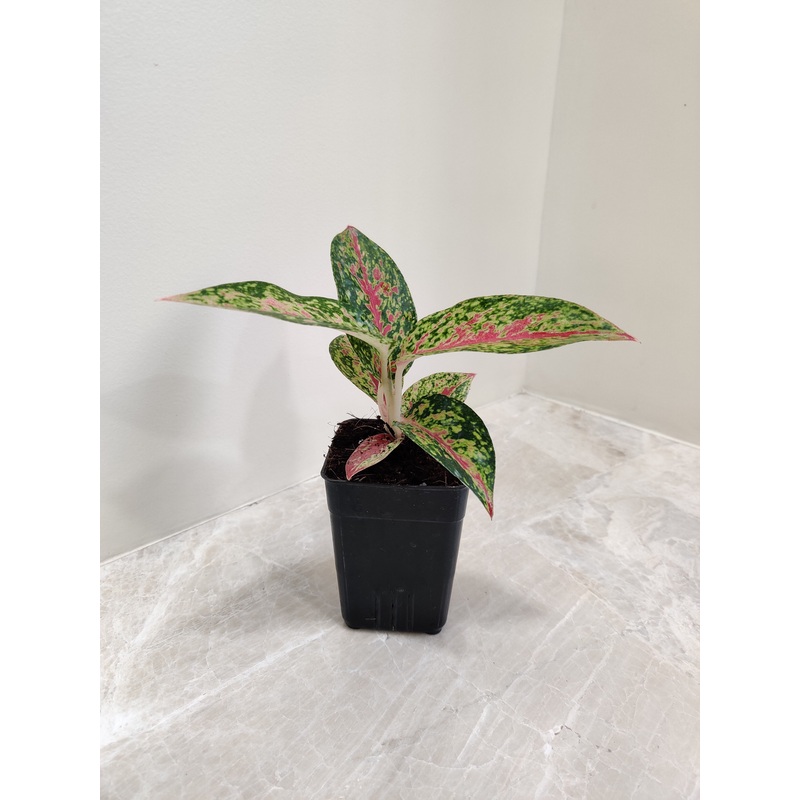 Aglaonema Firework Small Plant