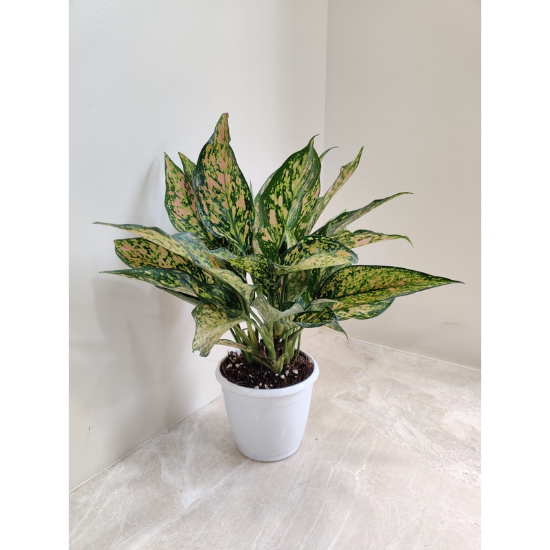 Aglaonema Green Rosy Plant