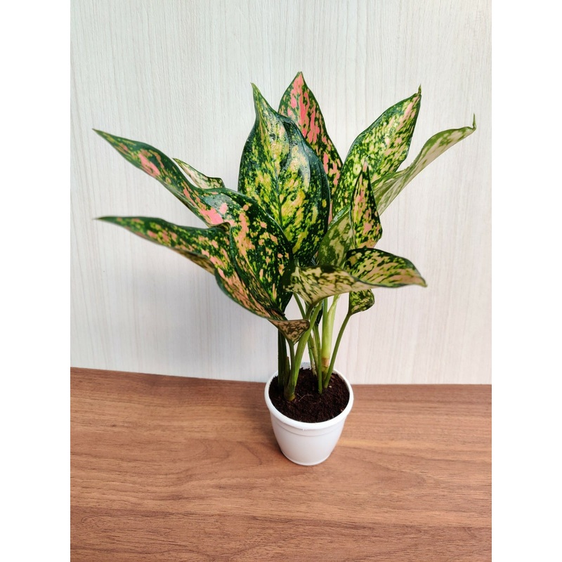 Aglaonema Green Rosy  Small Plant