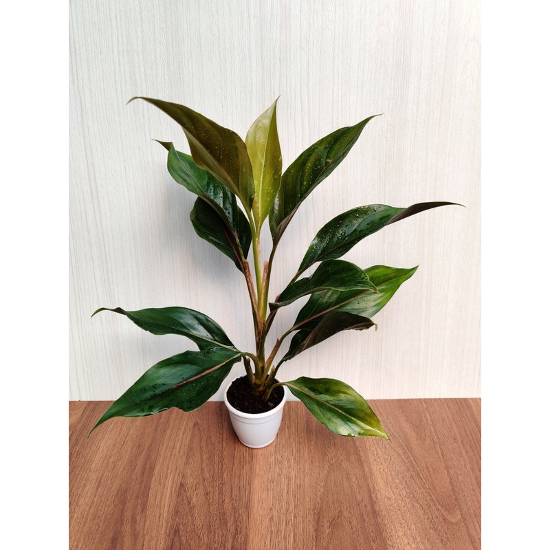 Aglaonema Lipstick Green  Plant