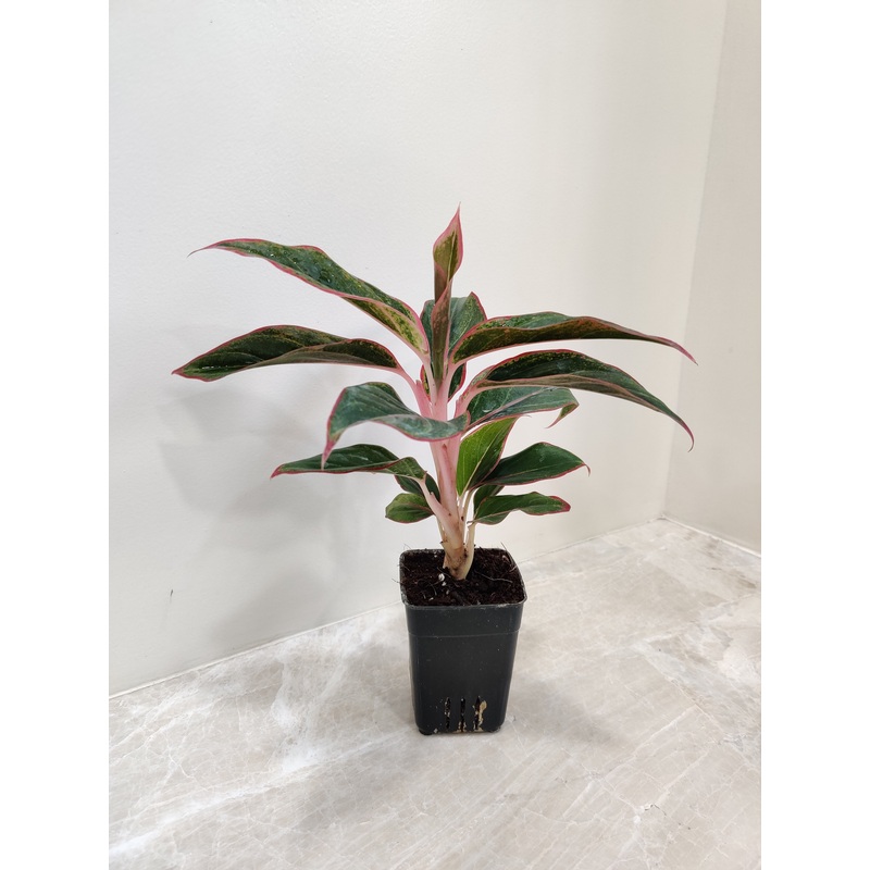 Aglaonema Lipstick Red small Plant