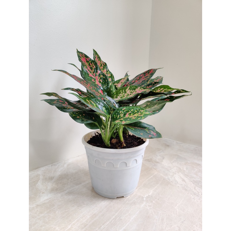 Aglaonema Rui  Big Plant