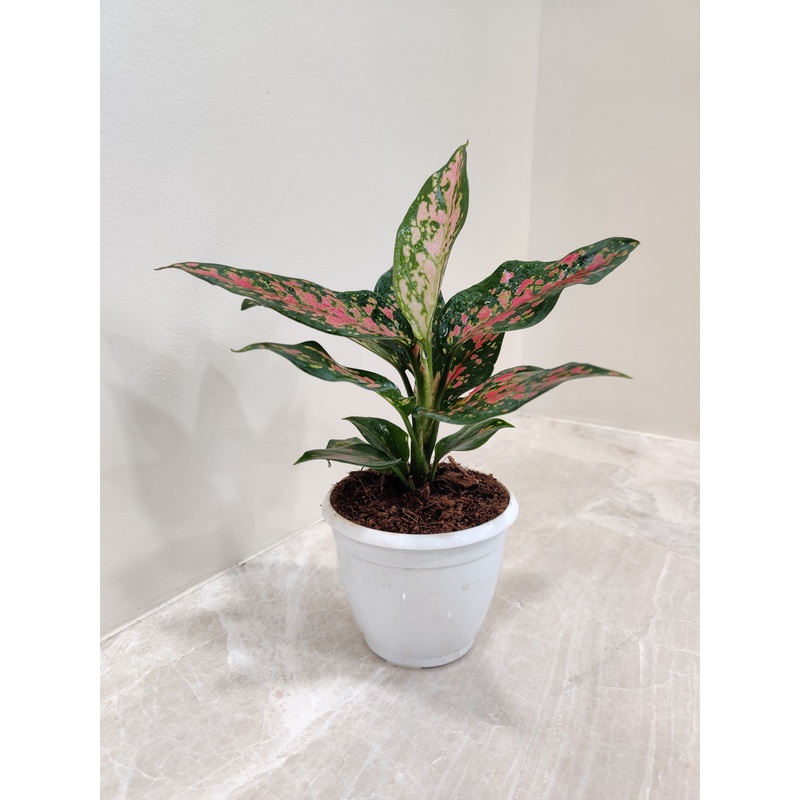 Aglaonema Rui  Small Plant
