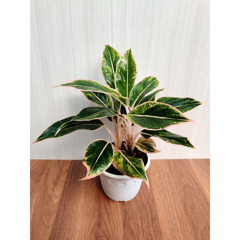 Aglaonema Siam Aurora  Big Plant