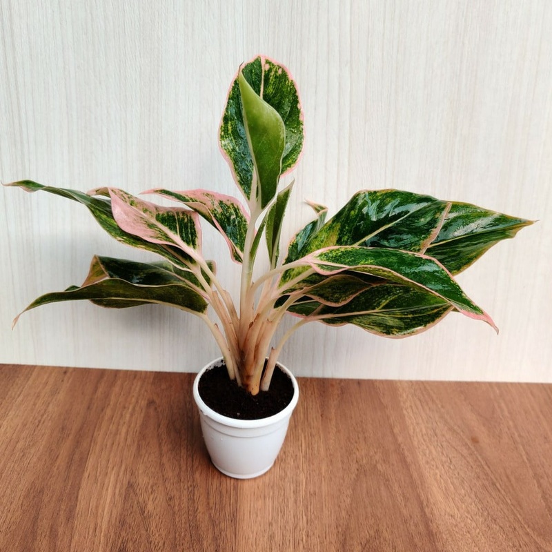 Aglaonema Siam Aurora Small  Plant