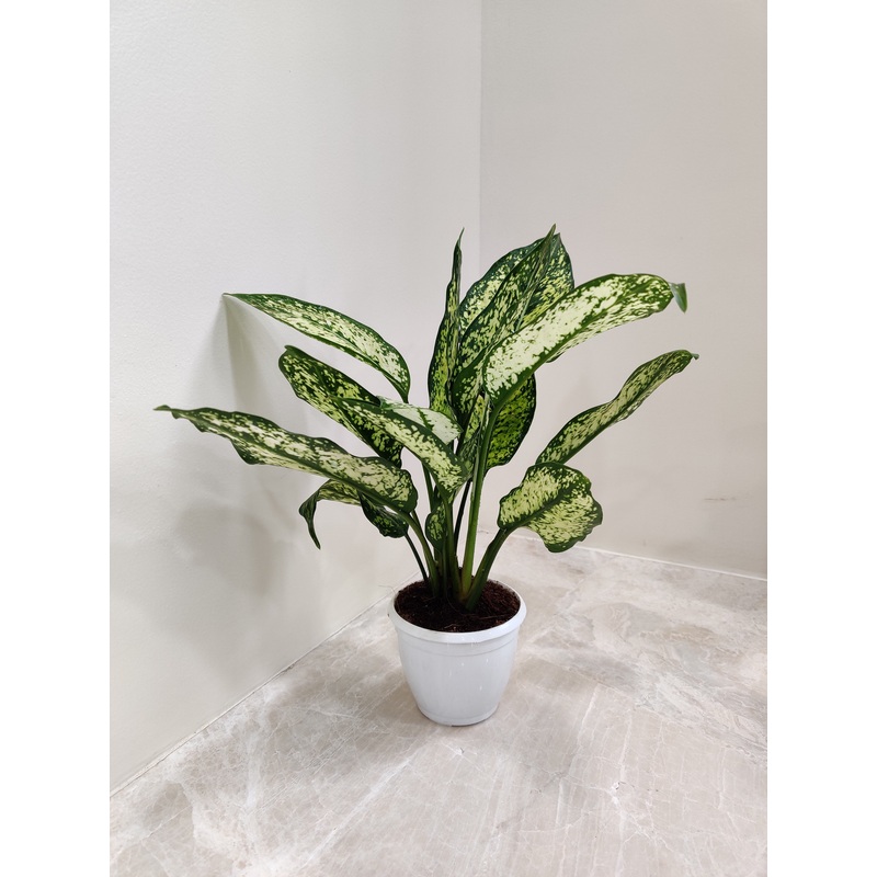 Aglaonema Snow White Small  Plant