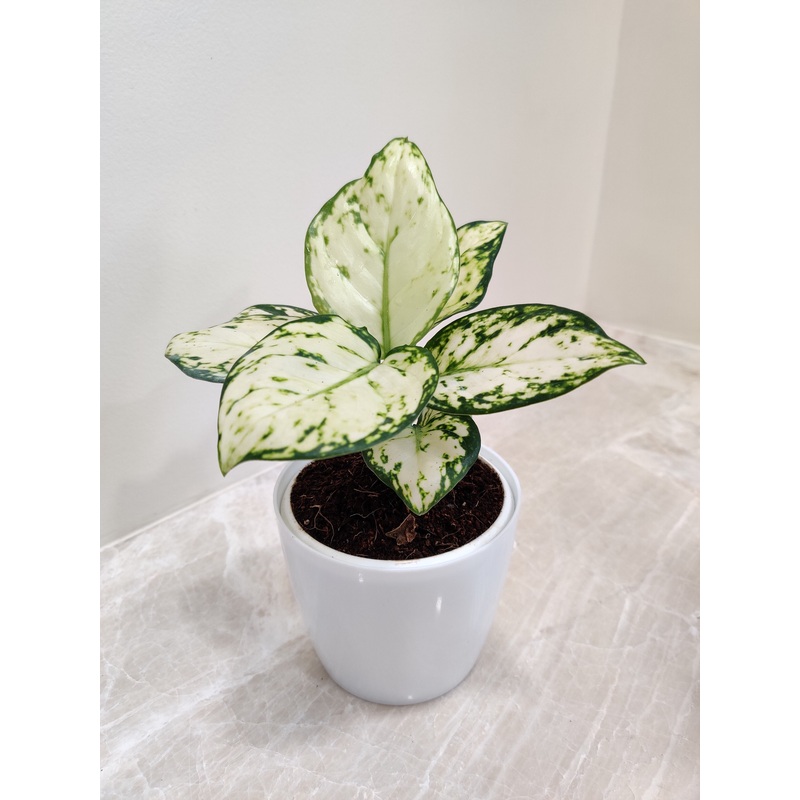 Aglaonema Super White Plant